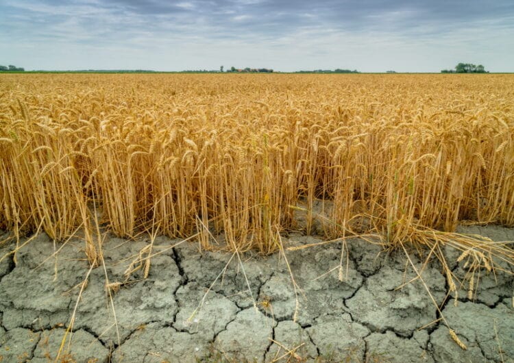 Экстремальная засуха ожидается в Казахстане