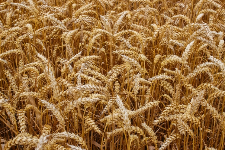 Зерно Казахстана: увы, меньше, хуже и дороже
