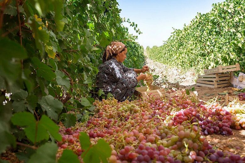 Разливая солнце по бокалам: история и будущее узбекских вин