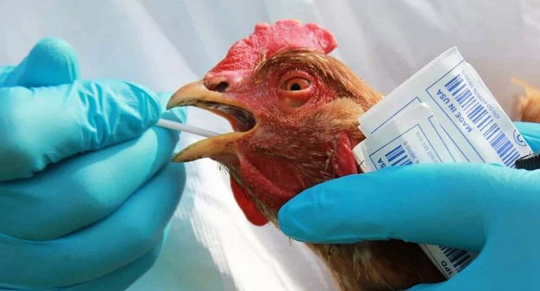Вспышка птичьего гриппа: можно ли заразиться через мясо и яйца?