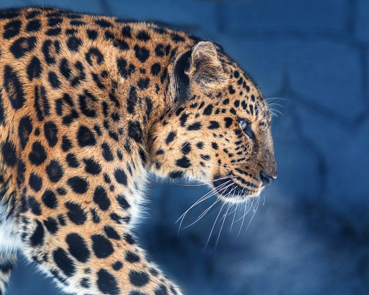 Численность самой редкой большой кошки растет благодаря российской «Земле леопарда»