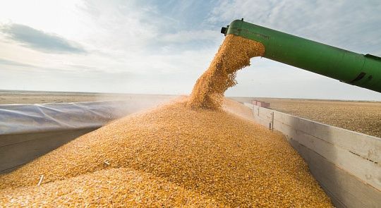 Паника отменяется: Российского зерна хватит и России, и Центральной Азии