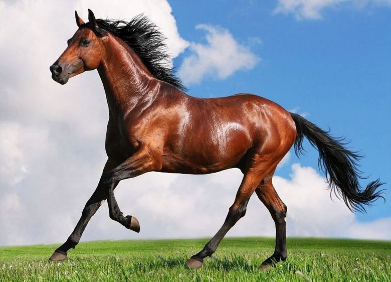 В Туркменистане изучают популяцию степных коней