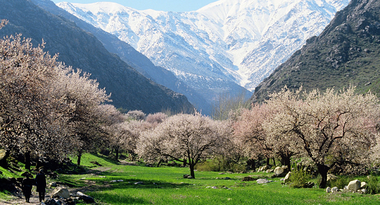 Агротуризм в Таджикистане: туристам открыли хлопковые и абрикосовые маршруты 