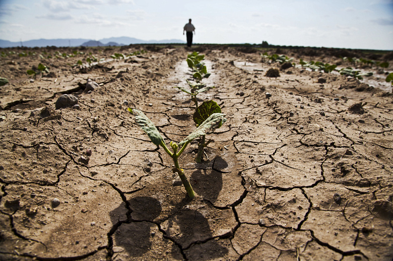 Засуха на тысячи гектаров: Согд ждет неурожайный год?