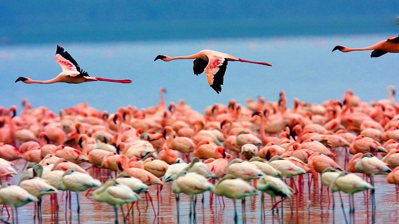 Тысячу фламинго сфотографировали в Актау