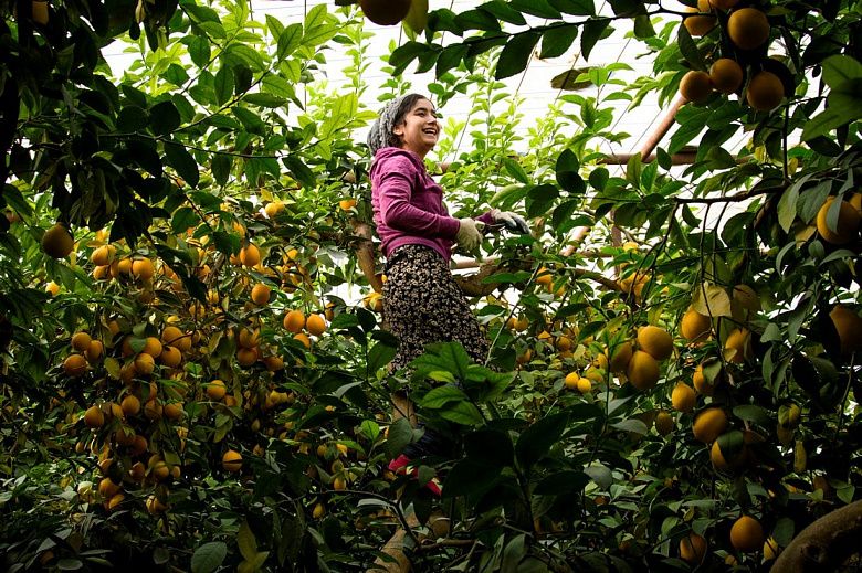 5 фактов о таджикских лимонах