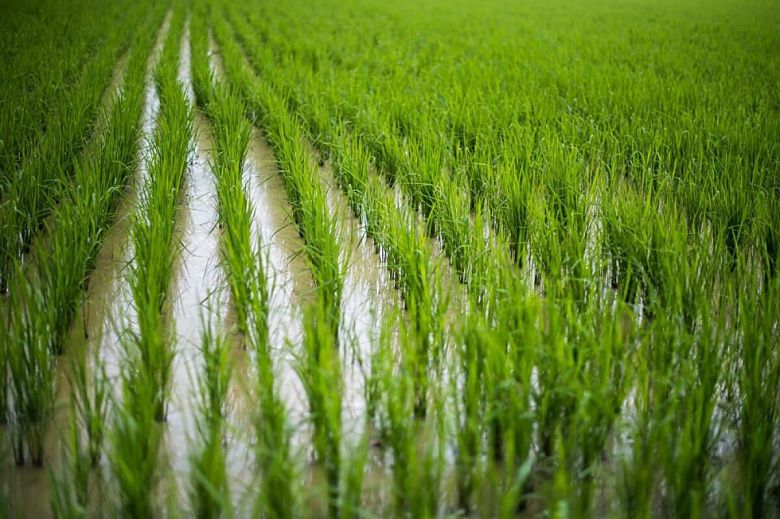 Вода важнее урожая. Ташкент сокращает посевы риса 