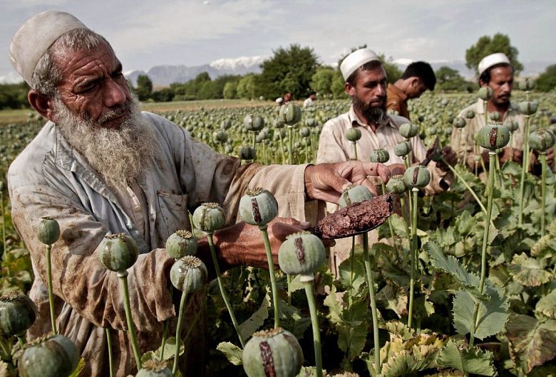 Таджикистан бьет тревогу: в Афганистане стало больше нарколабораторий
